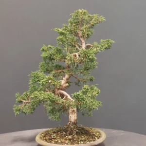 Jeneverbes (Juniperus chinensis ‘Blaauw’) - Afbeelding 3