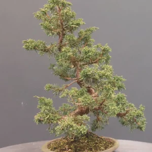 Jeneverbes (Juniperus chinensis ‘Blaauw’) - Afbeelding 4