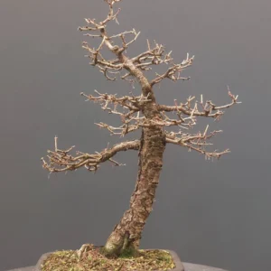 Japanse Lariks (Larix Kaempferi) - Afbeelding 4