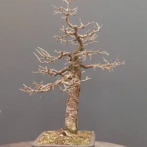 Japanse Lariks (Larix Kaempferi) - Afbeelding 3