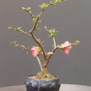 Chaenomeles japonica - Afbeelding 3