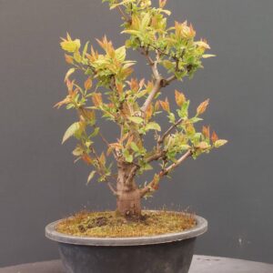 Acer tataricum ginnala - Afbeelding 3