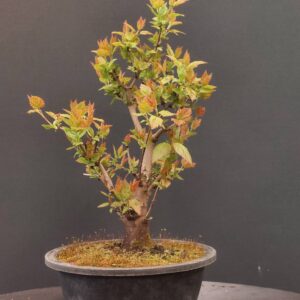 Acer tataricum ginnala - Afbeelding 4